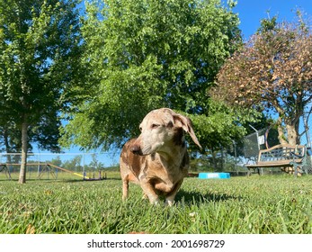 Senior Dog, Old Purebred Dachshund Standing Outside In The Grass Staring Into The Morning Sun With Trees And Blue Sky In Background 