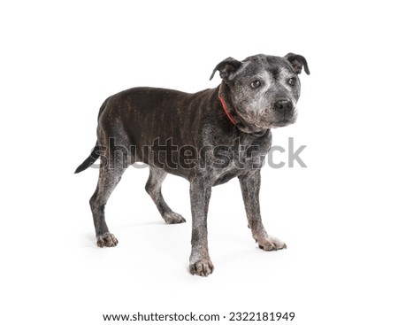 Senior dog on a white background