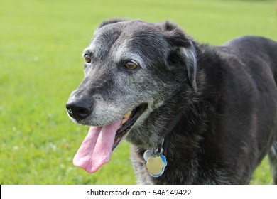 Senior Dog In A Park