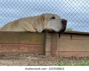 Senior Dog Relaxing Outside, Lab 