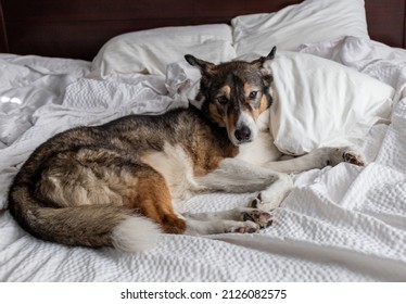 A Senior Dog Resting On A Bed