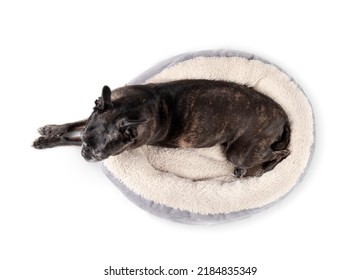 Senior Dog Sleeping In Dog Bed, Top Vie. Cute Dog With Front Paws Stretched Outside Of Pet Bed. 9 Years Old Female Black Boston Terrier Pug Mix Snoring Or Sleeping With Relaxed Body Posture. Isolated.