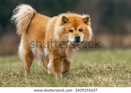 Senior dogs concept: An elderly eurasian dog on a meadow outdoors