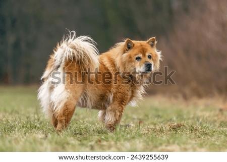 Senior dogs concept: An elderly eurasian dog on a meadow outdoors