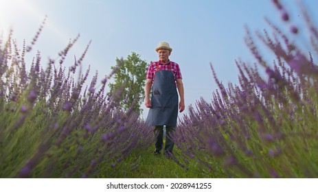 Senior elderly man grandfather farmer gathering lavender flowers on summer field. Concentrated confident gardener florist growing lavender plant in herb garden retirement activities. Farm eco business - Powered by Shutterstock