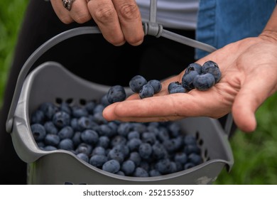 Senior Farmer Carrying a Basket of Freshly Picked Blueberries from His Farm. - Powered by Shutterstock