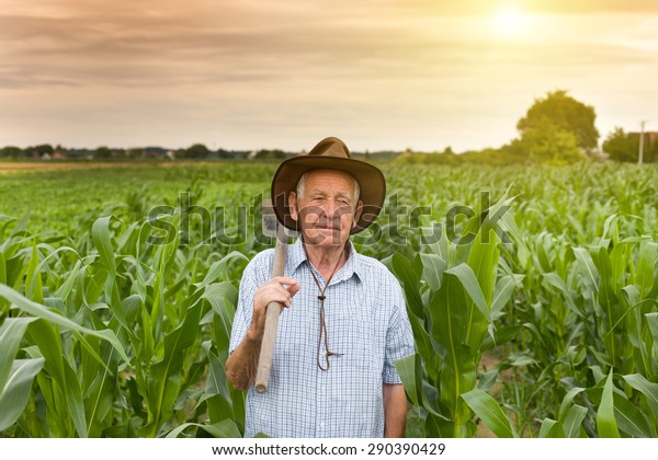 Senior Farmer Carrying Hoe On Shoulder Stock Photo (Edit Now) 290390429