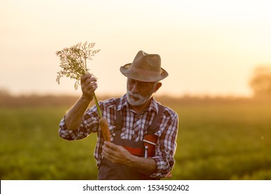 Senior Farmer Checking Carrot Root Quality For Harvest At Sunset In Field