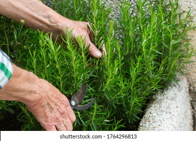 Senior farmer cutting rosemary with garden pruner in hands in his private garden, orchard. Seasonal, summer, autumn, homegrown, hobby concept. - Shutterstock ID 1764296813