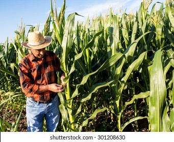 Senior Farmer In A Field Examining Corn Crop