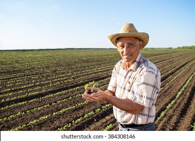 Senior farmer in a field holding crop in his hands - Shutterstock ID 384308146