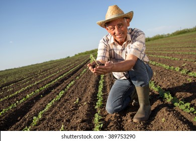 Senior Farmer In A Field Holding Crop In His Hands