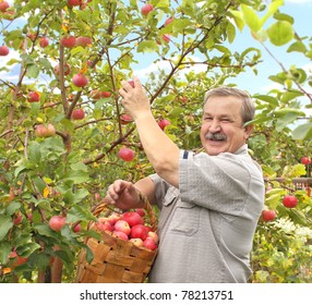 Senior Farmer, Harvesting A Apple