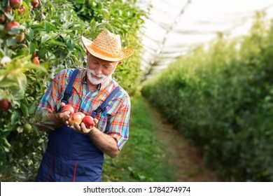 
Senior Farmer Harvesting Apples In Organic Apple Orchard