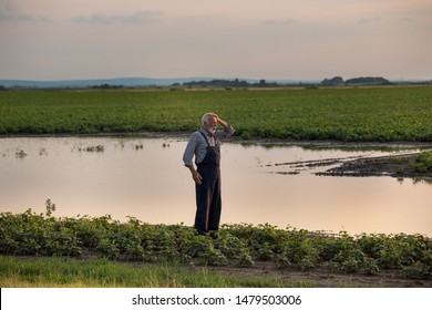 Senior farmer in overalls standing beside flood area on field. Natural disasters in agriculture