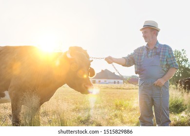 Senior Farmer Petting Cow In Farm With Yellow Lens Flare In Background