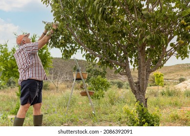 A Senior Farmer Picking Fruit From A Tree During A Hot Summer Harvest Day