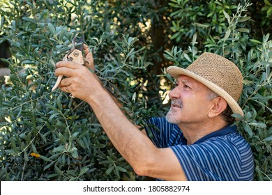 A senior farmer pruning an olive tree. Farmer concept at spring time.  - Powered by Shutterstock