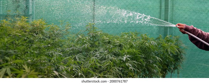 Senior farmer spray water examining cannabis plants.Researcher Taking a Few Cannabis Buds for Scientific Experiment.Cannabis homegrown in a greenhouse high angle view.