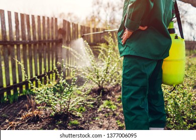 Senior farmer spraying bush with manual pesticide sprayer against insects in spring garden. Agriculture and gardening concept