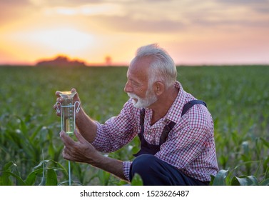 Senior Farmer Squatting Beside Rain Gauge In Corn Field At Sunset