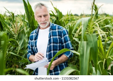 Senior farmer standing in a corn field - Powered by Shutterstock