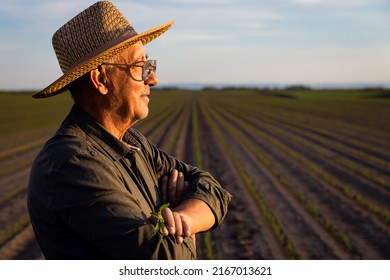 Senior farmer standing in corn field examining crop at sunset. - Powered by Shutterstock