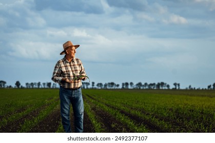 Senior farmer standing in corn field examining crop in his hands at sunset.