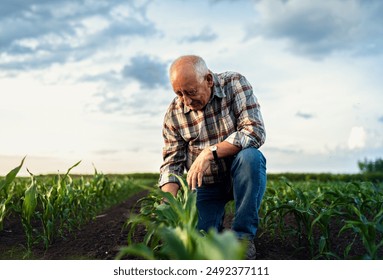 Senior farmer standing in corn field examining crop in his hands at sunset. - Powered by Shutterstock