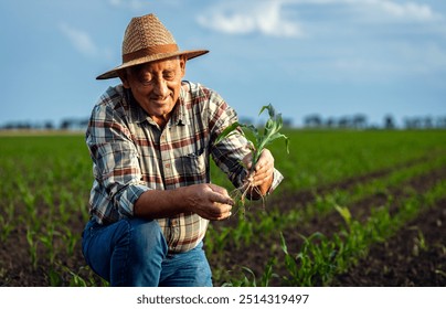 Senior farmer standing in corn field examining crop in his hands at sunset. - Powered by Shutterstock