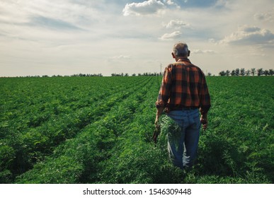 Senior farmer standing in field examining the carrots in his hands. - Powered by Shutterstock