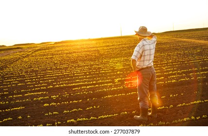 Senior farmer standing in a field and looks into the distance - Shutterstock ID 277037879
