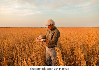 Senior farmer standing in soybean field examining crop at sunset. - Shutterstock ID 1544485934
