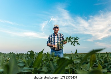 Senior Farmer Standing In Soybean Field Examining Crop.