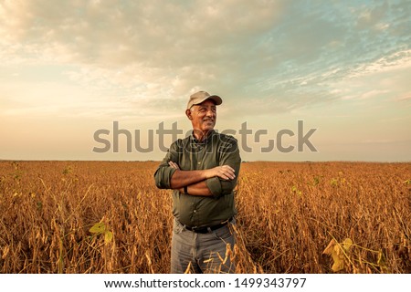 Senior farmer standing in soybean field examining crop at sunset. 商業照片 © 