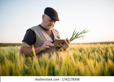 Senior Farmer Standing In Wheat Field Holding Tablet In His Hand And Examining Crop.