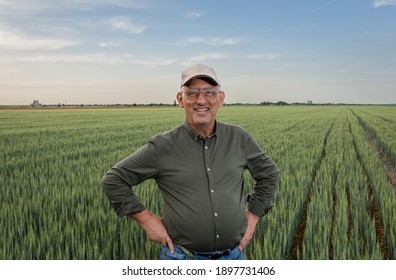 Senior Farmer Standing In Wheat Field Looking At Camera.