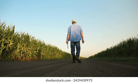 senior farmer walking along corn field rubber boots, farmer walking across field rubber boots, agriculture concept, corn production, growing corn store, selling products, farm business growing crops - Powered by Shutterstock