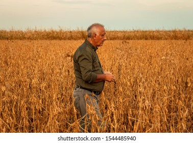 Senior farmer walking in soybean field examining crop at sunset. - Shutterstock ID 1544485940
