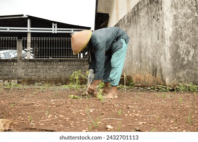 Senior farmer wear bamboo hat planting chili plants with wood stick on soil - Powered by Shutterstock