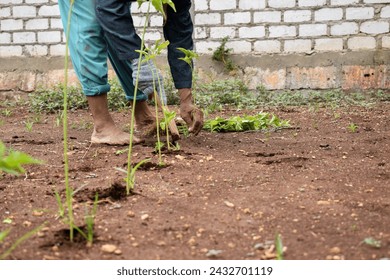 Senior farmer wear bamboo hat planting chili plants with wood stick on soil - Powered by Shutterstock