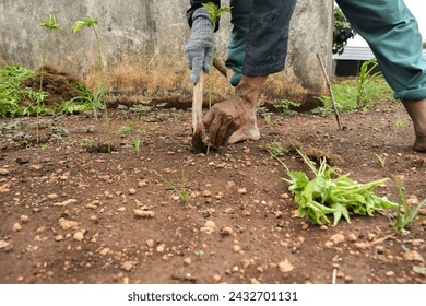 Senior farmer wear bamboo hat planting chili plants with wood stick on soil - Powered by Shutterstock