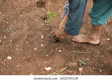 Senior farmer wear bamboo hat planting chili plants with wood stick on soil - Powered by Shutterstock