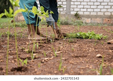 Senior farmer wear bamboo hat planting chili plants with wood stick on soil - Powered by Shutterstock