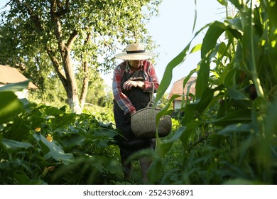 Senior farmer with wicker basket in garden - Powered by Shutterstock