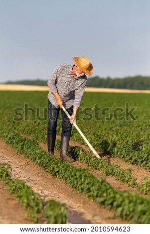 Senior farmer working outdoors in sunshine. Man wearing straw hat using gardening tools weeding hoe in pepper field.