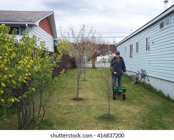 Senior Fertilizing The Lawn In The Early Spring