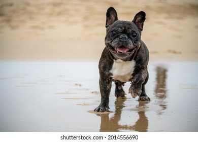 Senior French Bulldog Of Black And White Coloration, On A Beach In Portugal During The Summer On A Cloudy Day