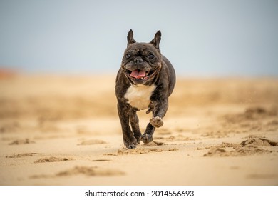 Senior French Bulldog Of Black And White Coloration, On A Beach In Portugal During The Summer On A Cloudy Day