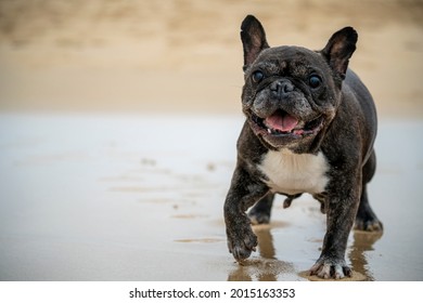 Senior French Bulldog Of Black And White Coloration, On A Beach In Portugal During The Summer On A Cloudy Day